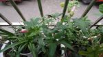 含苞待放 红花马宁