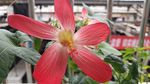 箭叶秋葵花