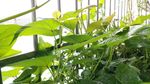 抗癌蔬菜