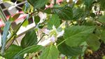 藿香花