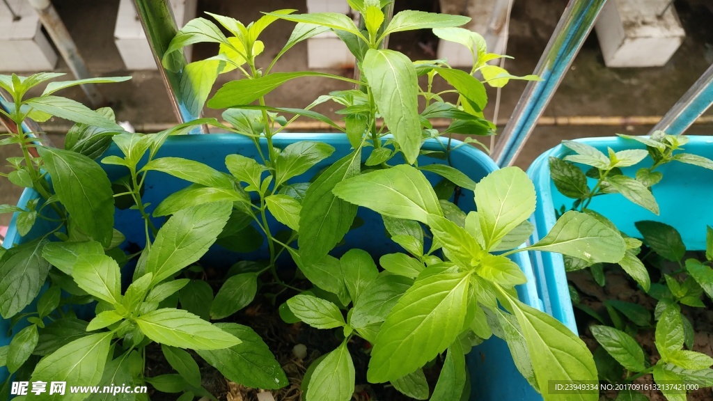 薄荷
