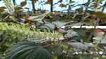 紫苏花