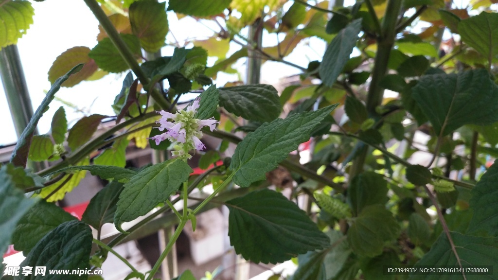 藿香花