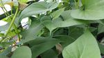 长寿蔬菜