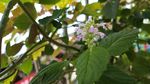 藿香花