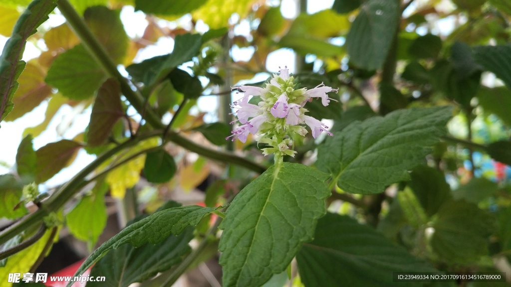 藿香花