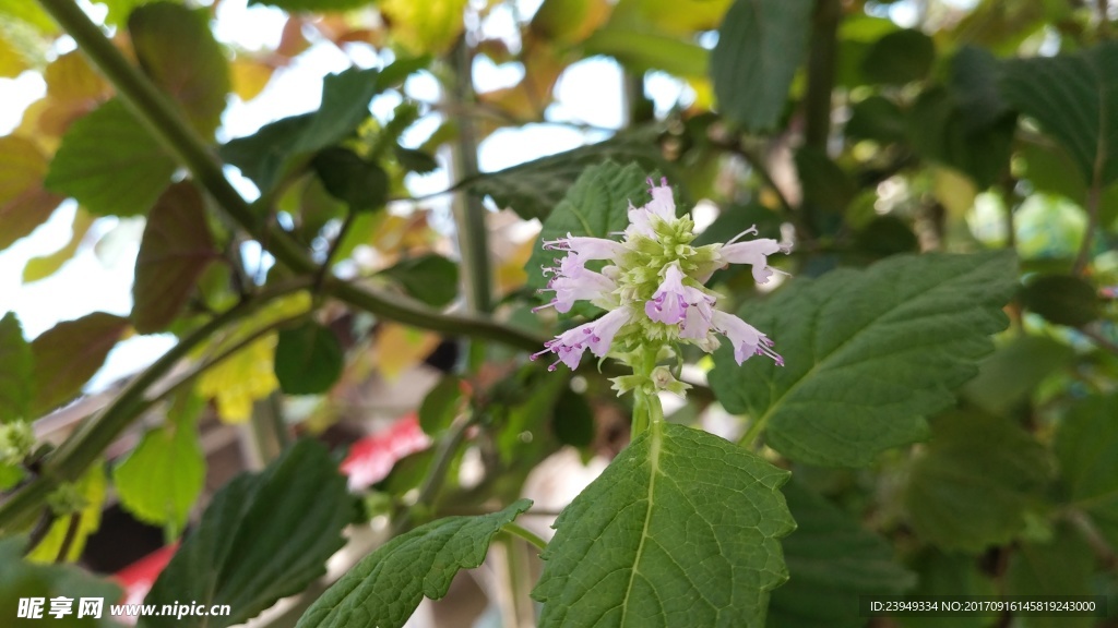 藿香花