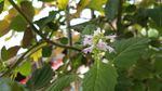 藿香花