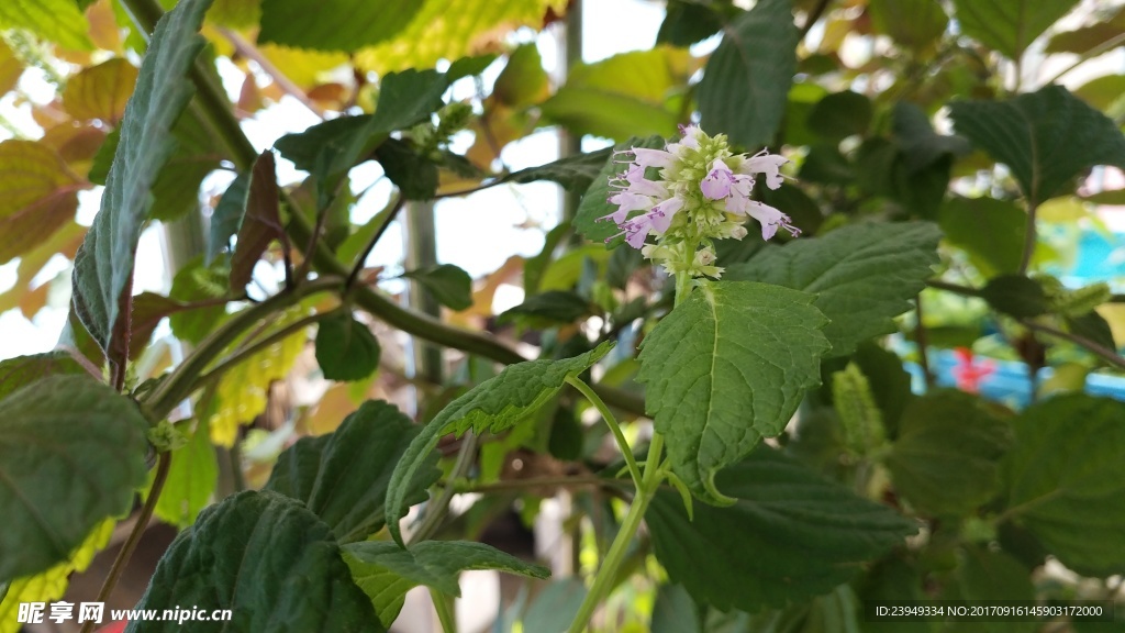 藿香花