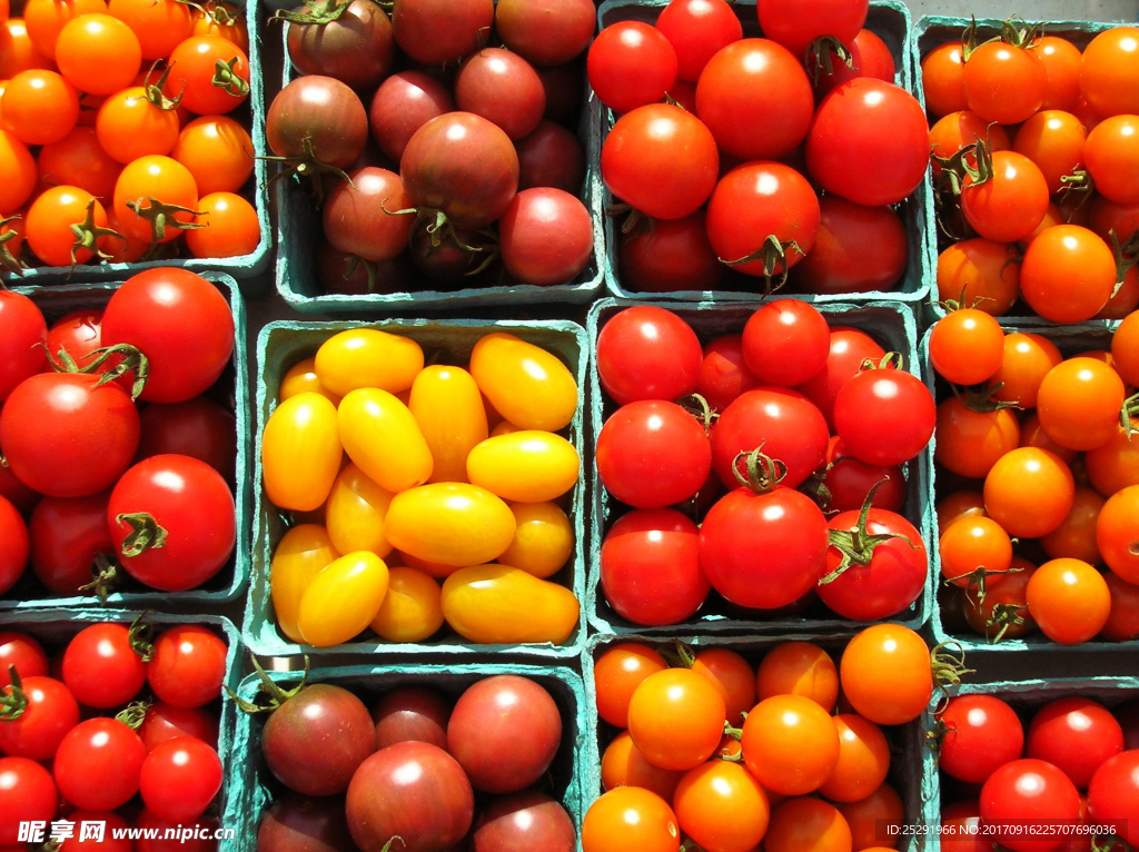 各种 小番茄 小西红柿