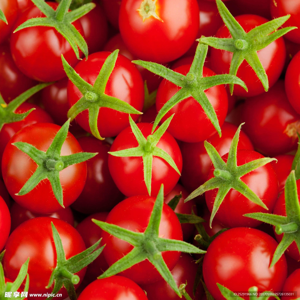 小西红柿 小番茄