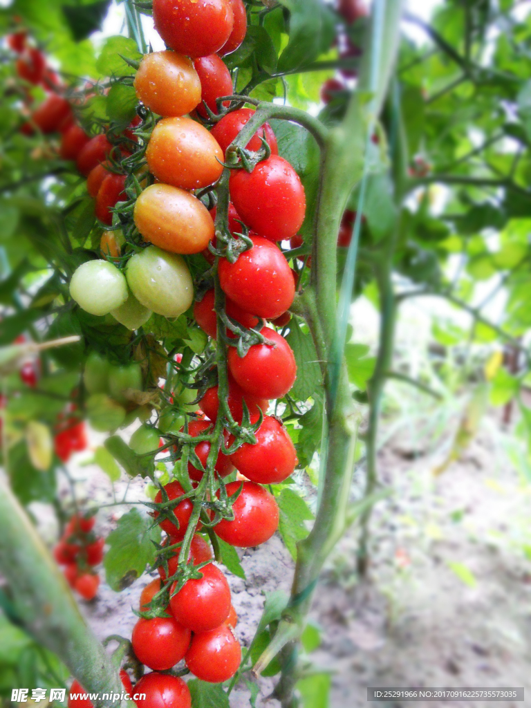 小西红柿 番茄