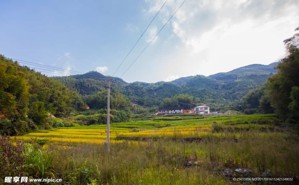 雷钵底