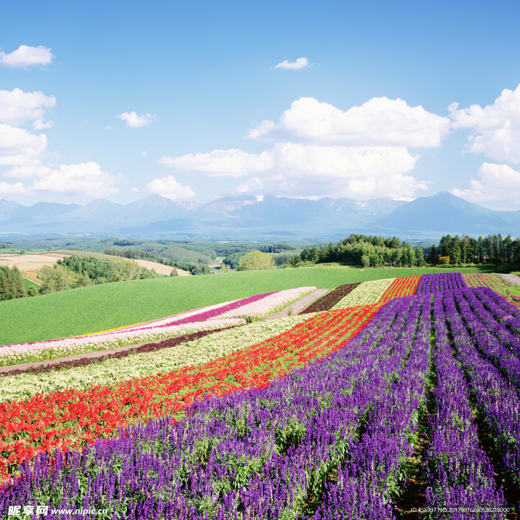 薰衣草花田