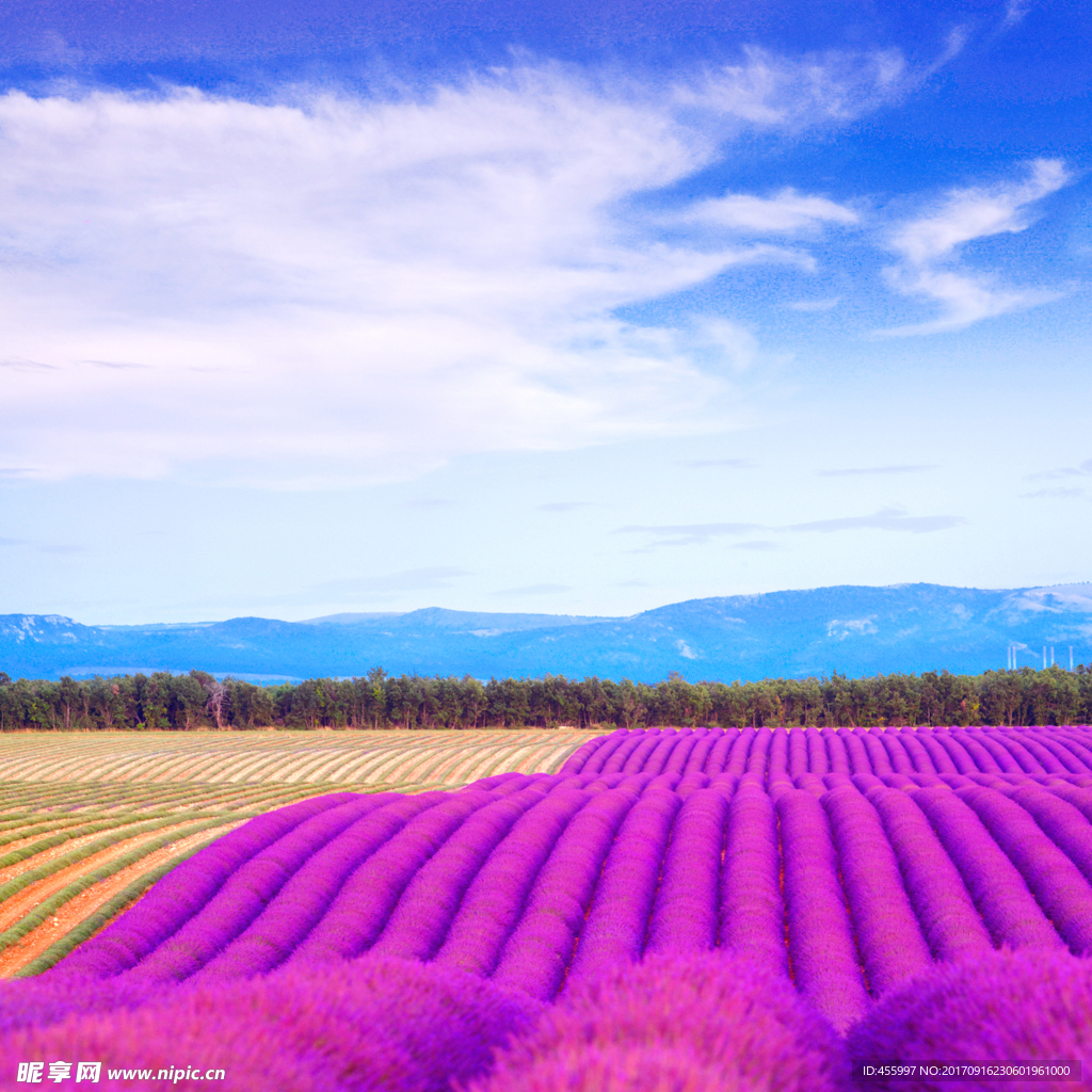 薰衣草花田