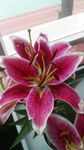百合花