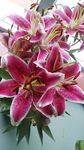 百合花