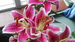 百合花