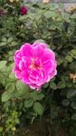 月季花