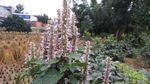 藿香花