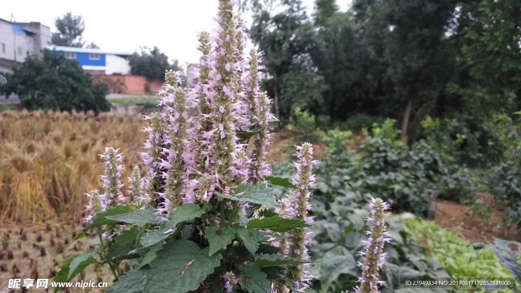 藿香花