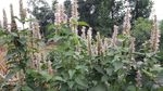 藿香花