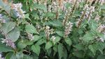 藿香花