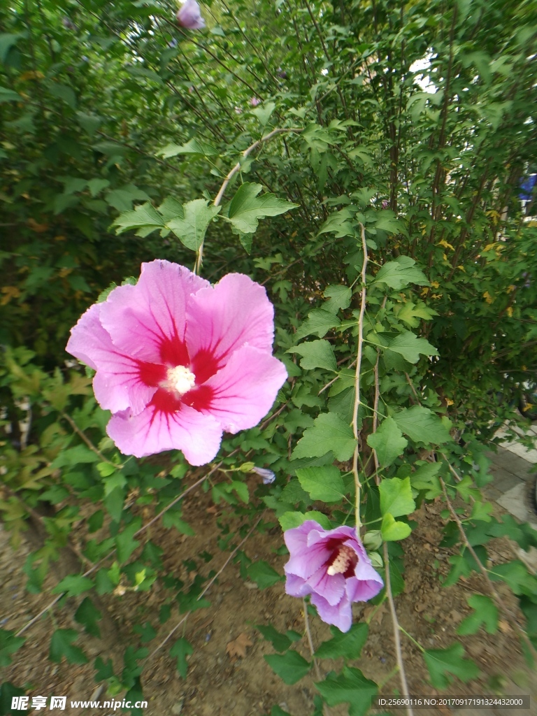 花
