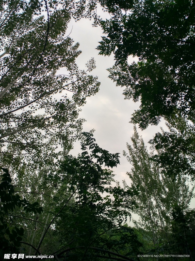 树荫