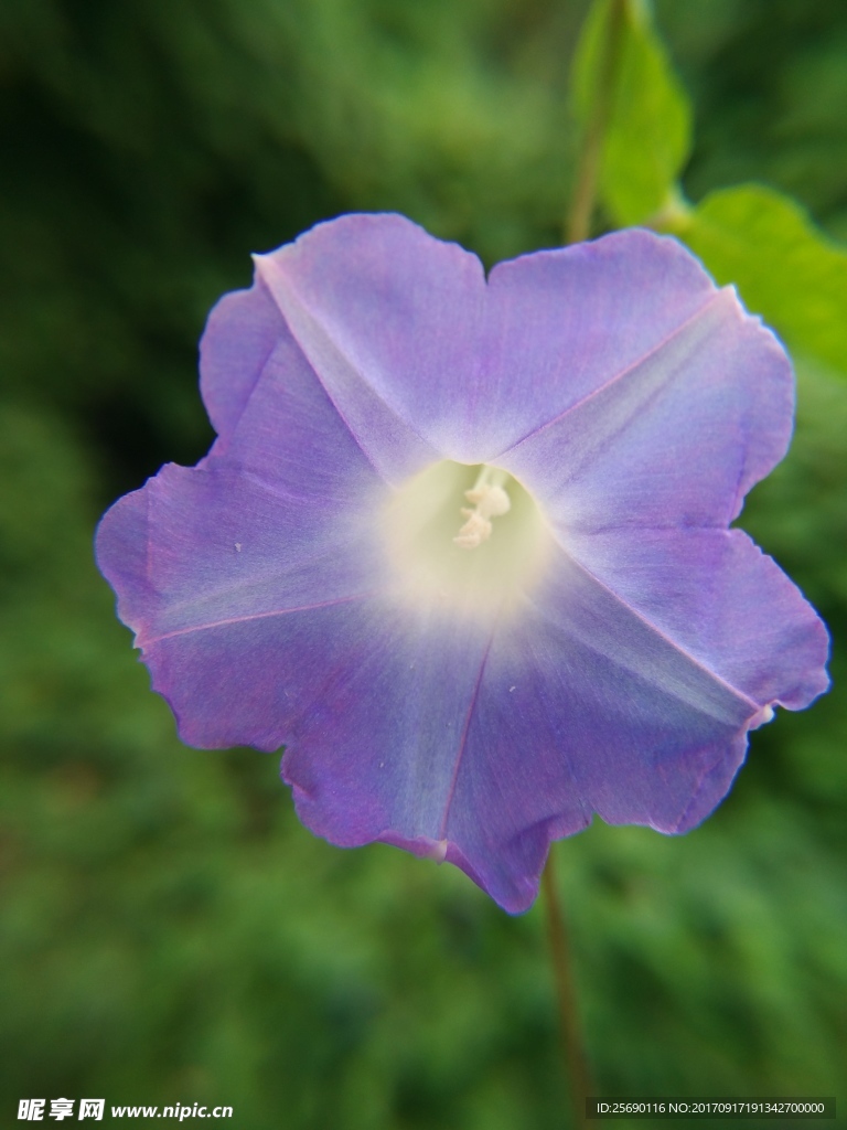 紫色花