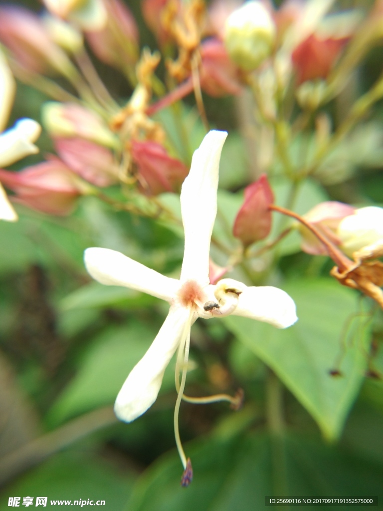 白花