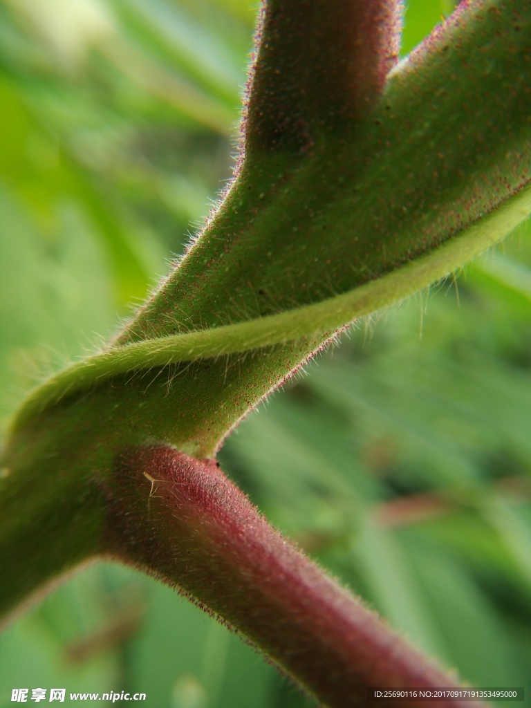 花茎