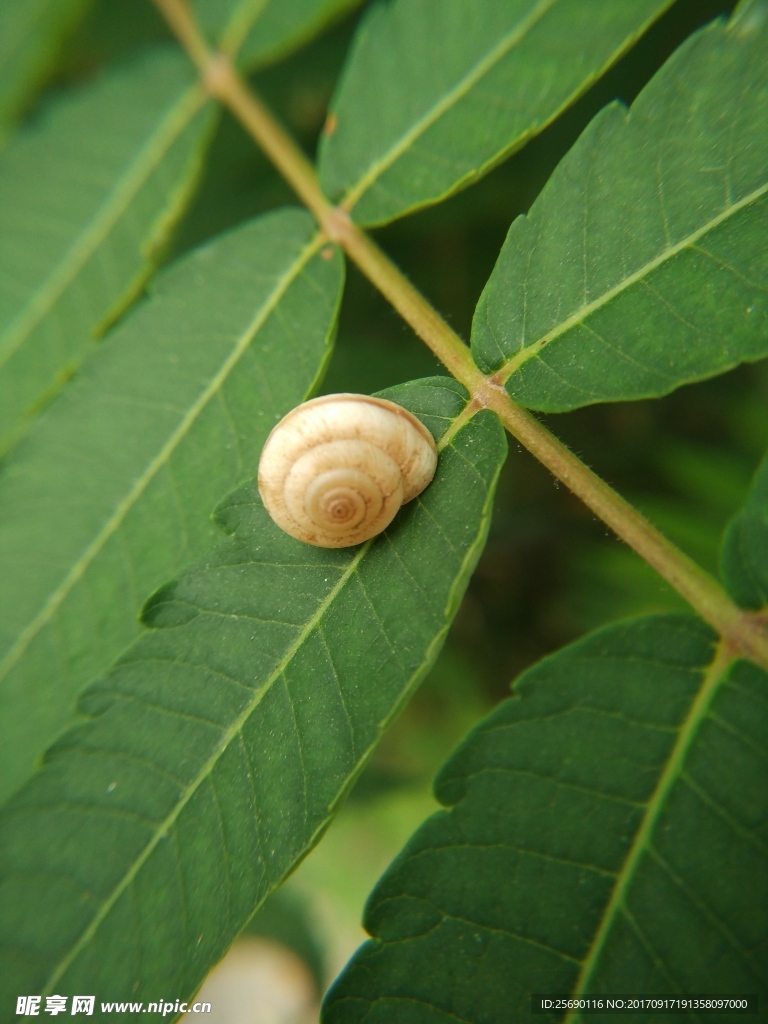 蜗牛与树叶