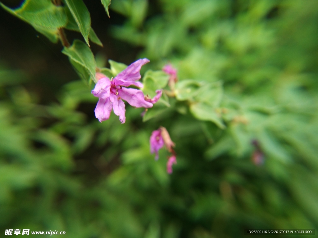 小花