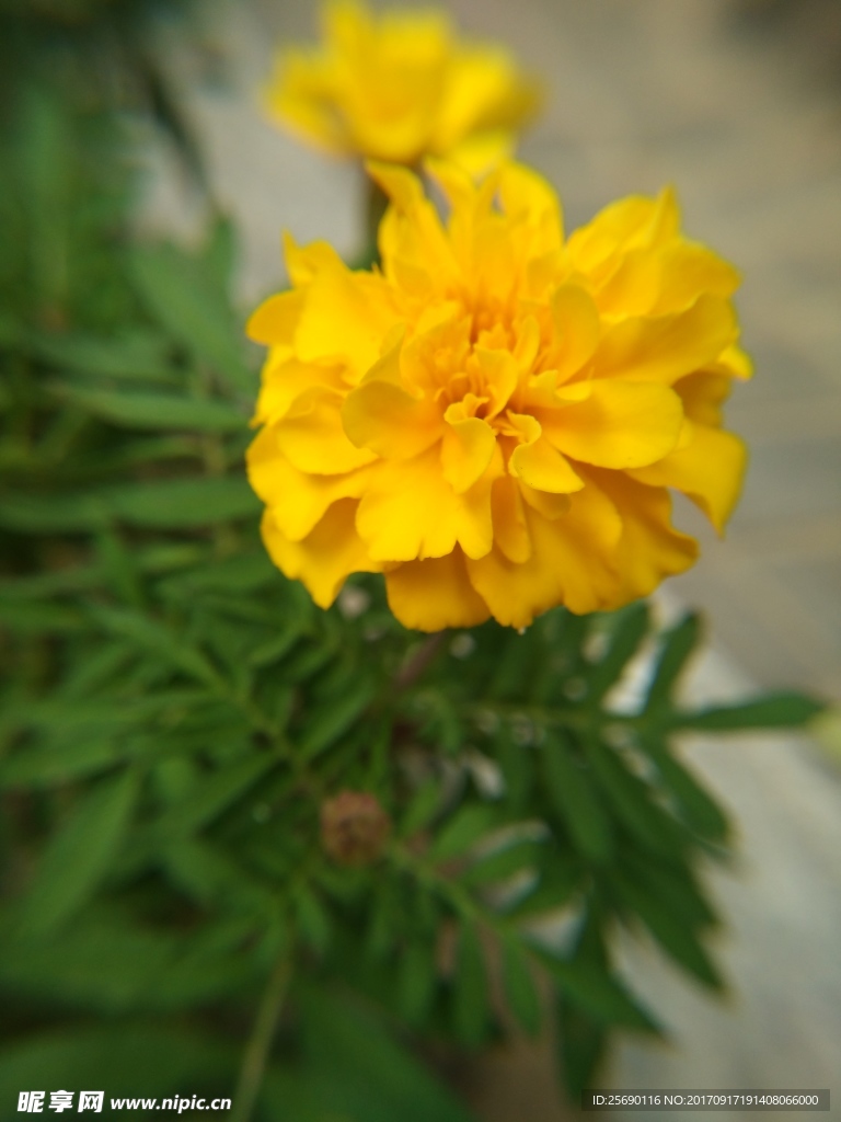 黄花