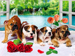 玫瑰可爱狗狗