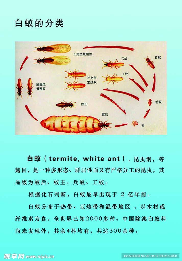 白蚁  笔记本封面