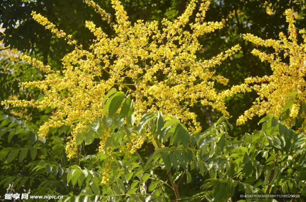 黄山栾树花