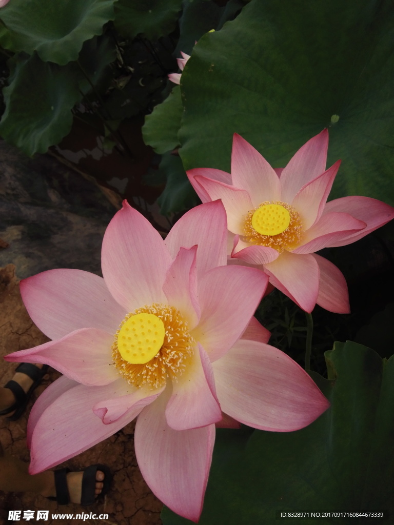 荷花