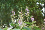 花季豌豆