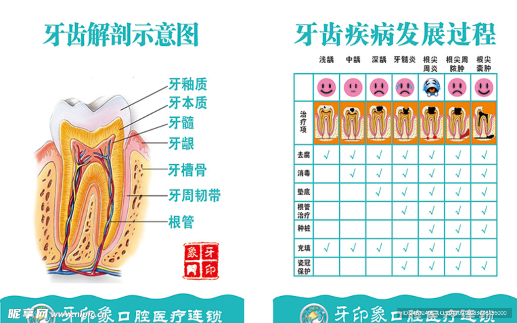 牙印象牙齿挂图Ⅱ