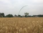 麦田