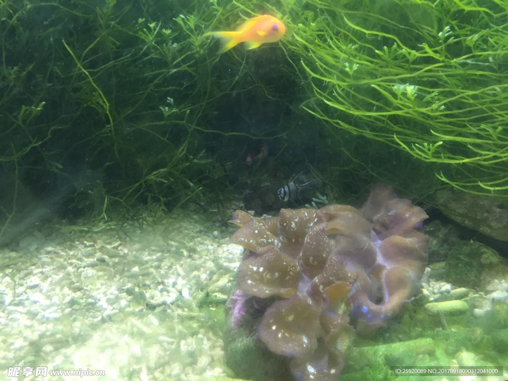 海