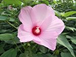 木棉花