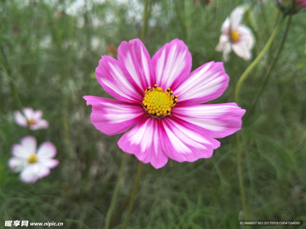 格桑花