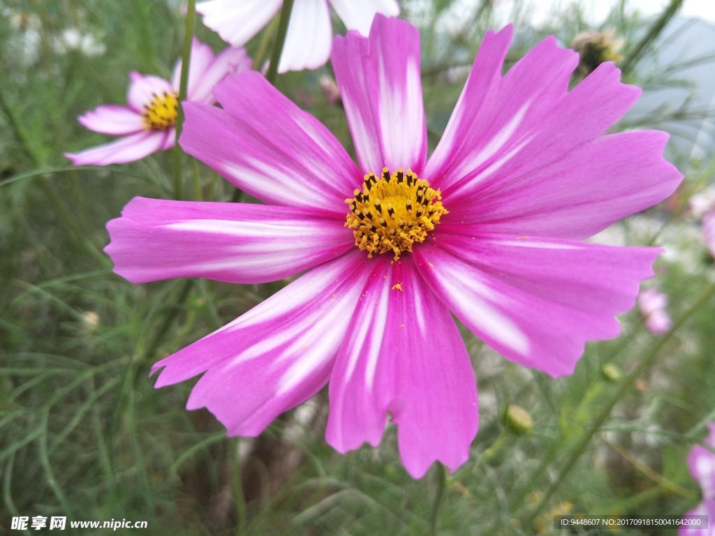 格桑花