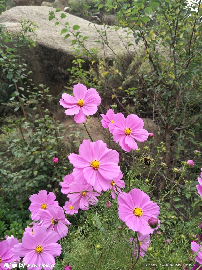 格桑花