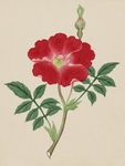 手绘水彩花