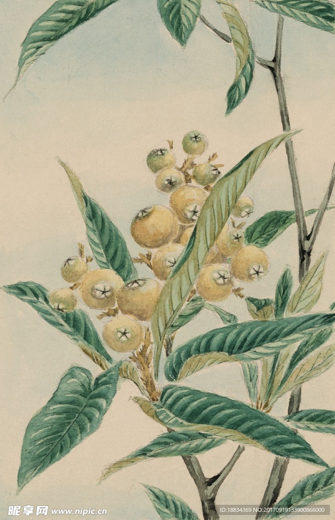 手绘水彩花