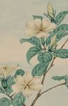 手绘水彩花